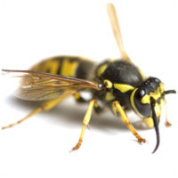 Wasp Common wasp Wasp Common wasp