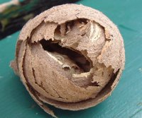 Common Wasp Nest